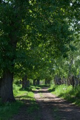path in the park