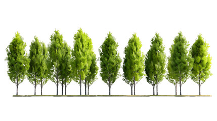 Green trees isolated on transparent and white background