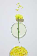 White flat contains a glass petri dish with a branch of calendula flower featured above, a dish of flower petal. Blank space for displaying organic product or adding text, top view
