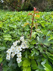 red and green leaves