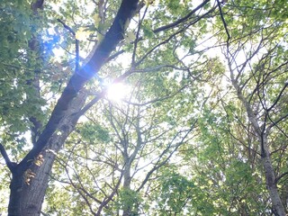 Fototapeta premium tree in the forest sunlight