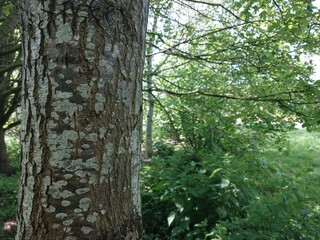 tree trunk in the forest