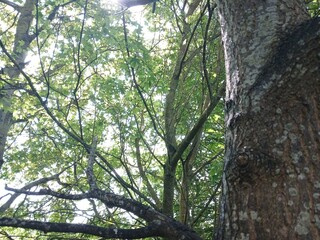tree trunk in the forest