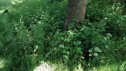 trunk tree in the forest grass