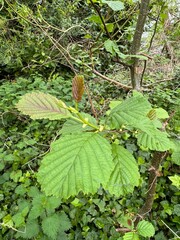 leaves on a tree