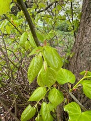 leaves on a tree