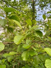 green leaves on a tree