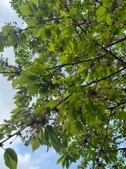 green leaves on a tree
