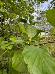 green leaves of a tree