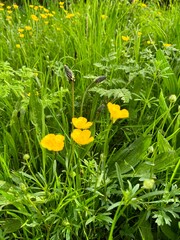yellow flowers in the grass