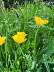 yellow flowers in the grass