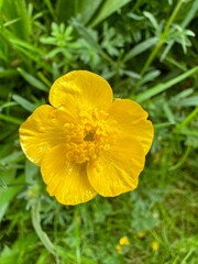 yellow flower