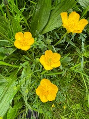 yellow flowers on grass