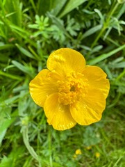 yellow flower with leaves