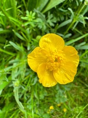 yellow flower with leaves