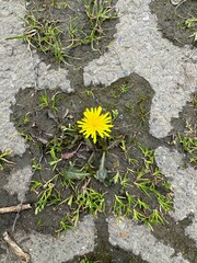 flower on stone