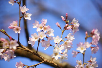 淡墨桜