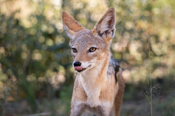 Naklejka na ściany i meble Black-backed jackal (Canis mesomelas) looking away and licking its lips closeup