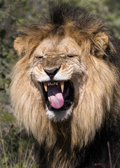 Male lion closeup portrait making a funny face, detecting scent by opening its mouth to detect pheromones, portrait image