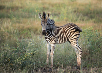 A cute baby zebra standing in the field looking at the camera swinging its tail