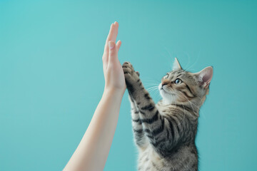 
A human hand high-fiving the paw of a cat, isolated on a pastel blue background. concept for a veterinary clinic, pet products, grooming salon