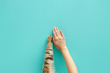 
A human hand high-fiving the paw of a cat, isolated on a pastel blue background. concept for a...