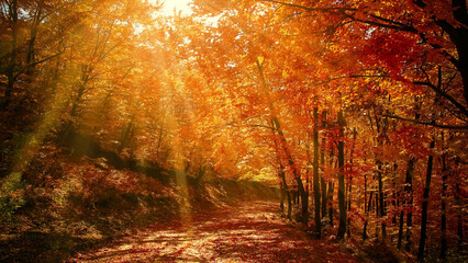 Autumn Forest Nature Landscape

