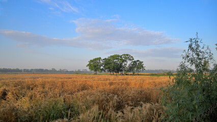 Fototapeta premium Beautiful landscape picture of wheat farms.