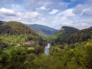 Obraz premium forest