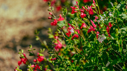 Obraz premium チェリーセージ