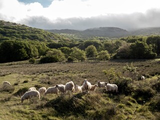 Obraz premium forest