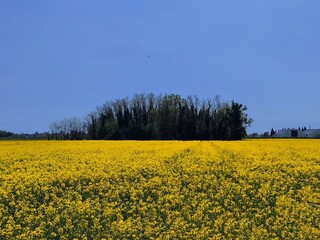 Obraz premium forest