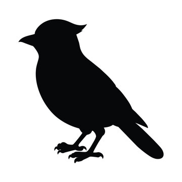recommend clip art: silhouette of a animal blue jay bird on white