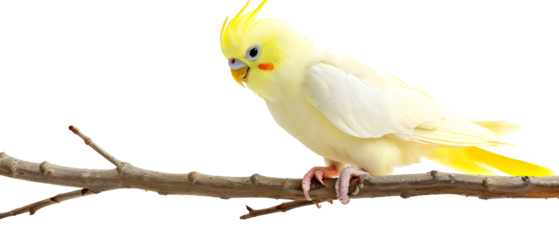 yellow cockatiel perched on a branch isolated png