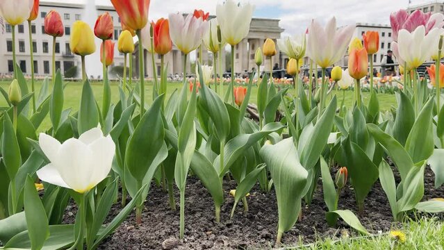 Wonderful panoramic view over colorful tulips in green grass past a fountain on the Berlin Brandenburg Gate. Spring time in Germany - paris square in Berlin city