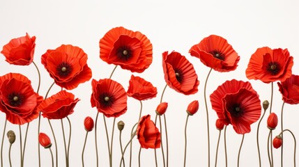 Fototapeta premium red poppy flowers on the white background .hand drawn