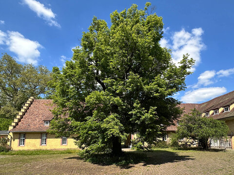 Linde im Schloss Bauschlott