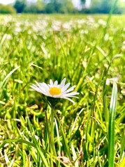 daisy in the grass