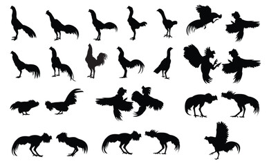 Set of cockfighting silhouettes Native chicken fighter, vector, assembled
