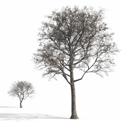 "Lonely Trees: Leafless Collection, Transparent Backgrounds, 3D Illustrations, Clean White Backdrop." "Alone Trees with No Leaves Set, Transparent Backgrounds, 3D Illustrations, Clean White Backdrop."