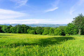 A field blooming with yellow flowers surrounded by bushes. Mountains, blue sky with clouds