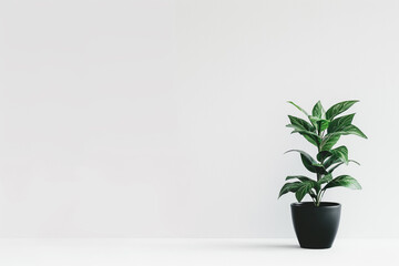 A potted plant in a white background is a reminder of the beauty that can be found in simplicity