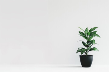 Obraz premium A potted plant in a white background is a reminder of the beauty that can be found in simplicity