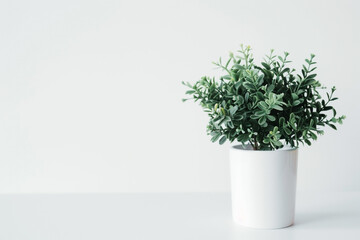 A potted plant in a white background is a reminder of the beauty that can be found in simplicity