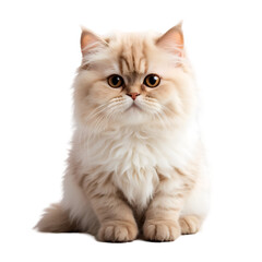 persian cat