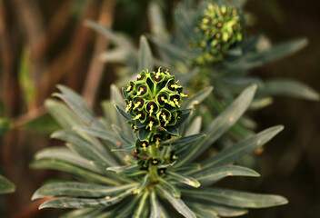Spurge Euphorbia flowering at the edge of the field