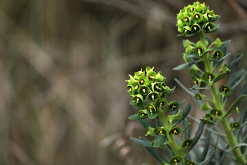 Spurge Euphorbia flowering at the edge of the field