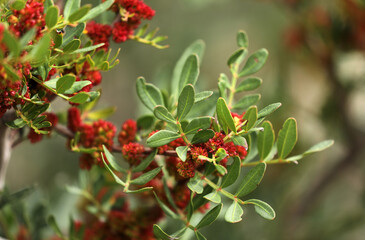 Mastic bush wild pistachio red flowering