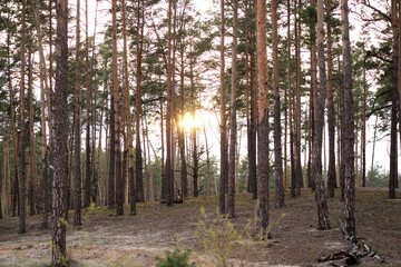 Obraz premium Trees in the forest at the sunset