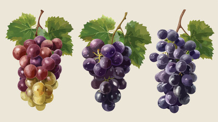Isolated grapes fruit design Vector illustration. Vector
